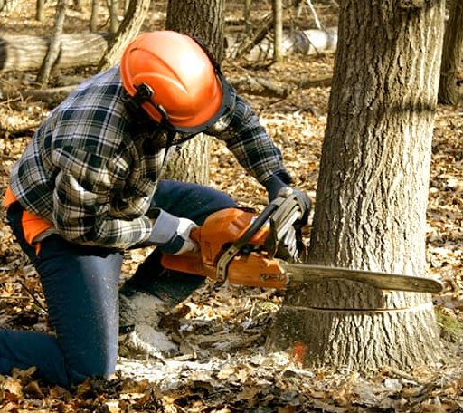 Tree Removal in Effingham, KS